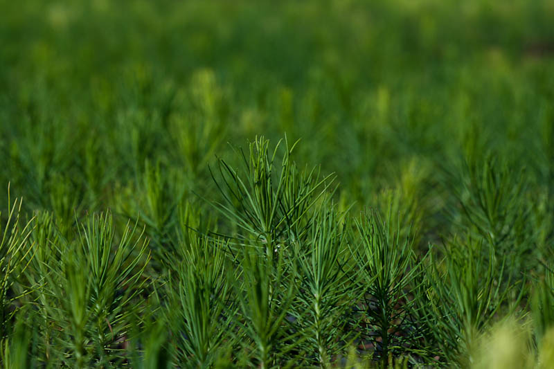 Imagem representativa para Fibra longa