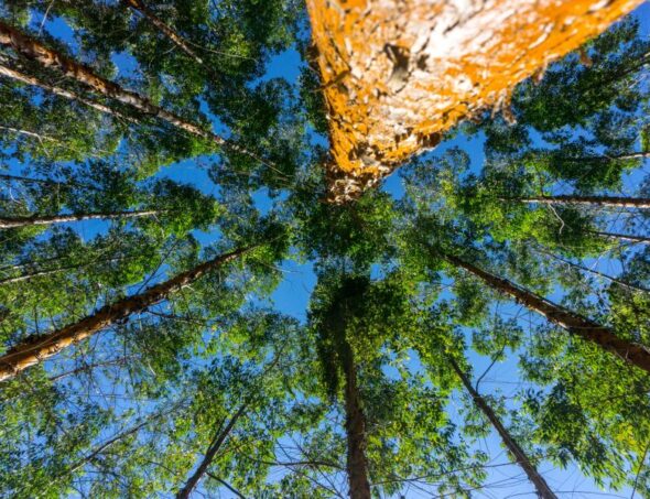 galeria-1-celulose-01