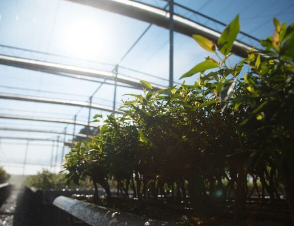 galeria-2-celulose-03