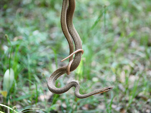 Novo lar: 40 animais silvestres são reintegrados em reserva da Bracell na Bahia