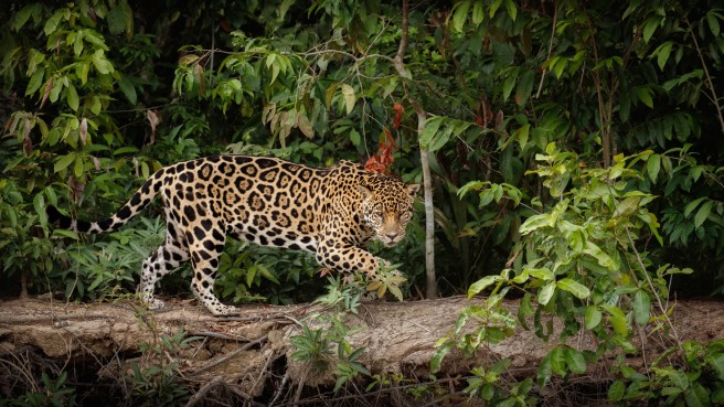 biodiversidade