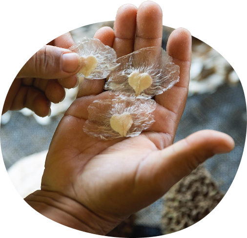 ibá – fins de restauração 02