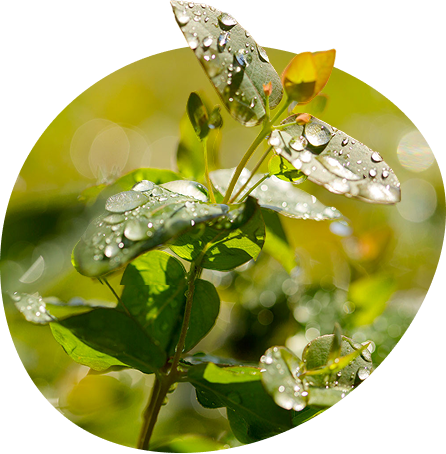 iba – inovação – manejo florestal