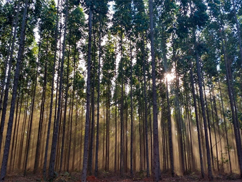 FOREST LEADERS FORUM discute avanço da siderurgia verde