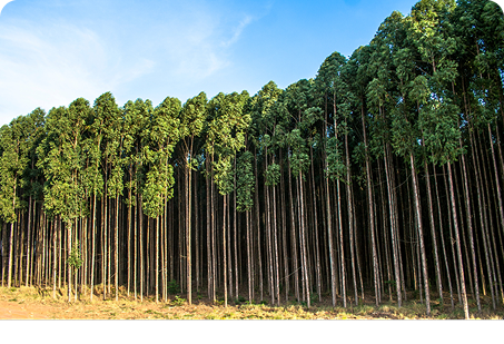 Ibá lança na COP16 estudo com compromissos do setor de árvores cultivadas para biodiversidade