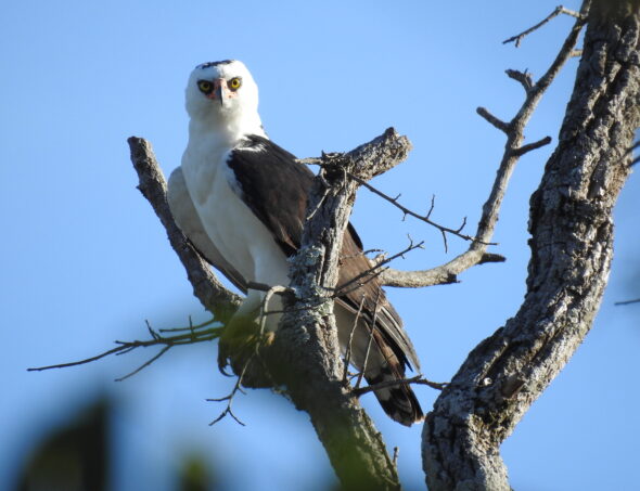 Crédito CENIBRA_Gavião-pato_-_Spizaetus_melanoleucus.JPG