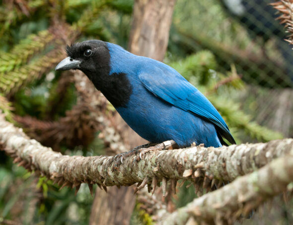 Klabin - GRALHA-AZUL - Zig Koch (1)