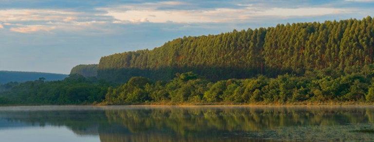 Presidente da Ibá celebra início do projeto Sucuriú da Arauco em Mato Grosso do Sul