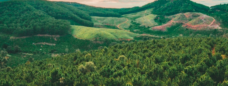 Saldo da balança comercial do setor de árvores cultivadas sobe 16,9% no 1T25