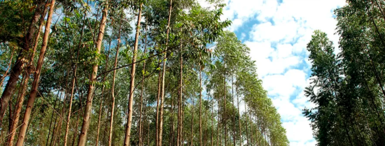Setor de árvores cultivadas bate recorde de exportações no 1º trimestre de 2025
