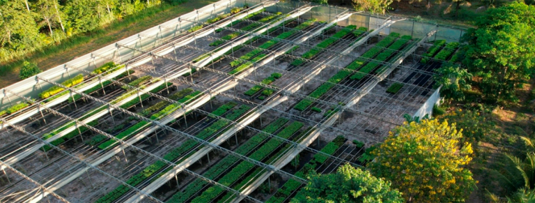 Neoenergia acerta com Biomas e entra no mercado de carbono