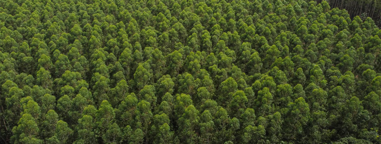 Suzano Ventures impulsiona o desenvolvimento de soluções sustentáveis que utilizam a fibra de celulose