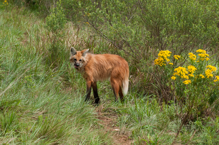 Biodiversidade brasileira: por que o Brasil é estratégico para o planeta?