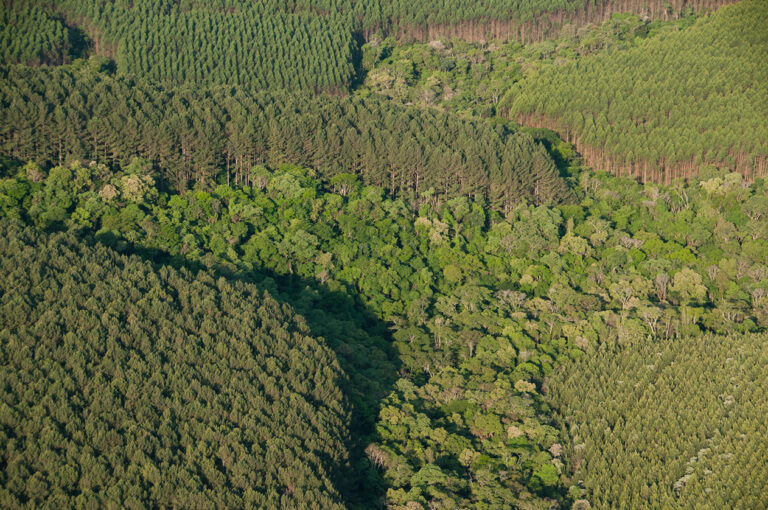 O que é geoprocessamento? Entenda a tecnologia que protege as florestas