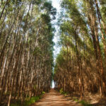 Eucalipto seca o solo? A verdade sobre o consumo de água na silvicultura