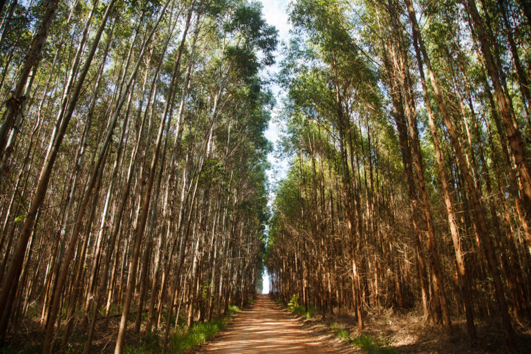 Eucalipto seca o solo? A verdade sobre o consumo de água na silvicultura